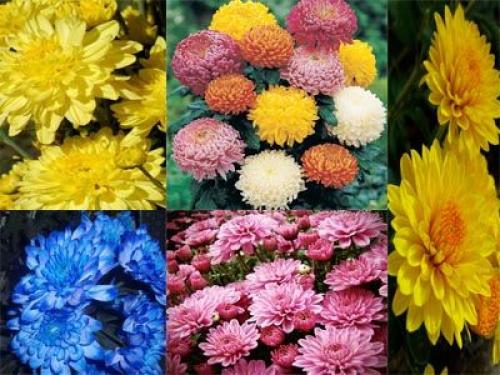 Что посадить в июне цветы. Какие цветы можно посадить в июне