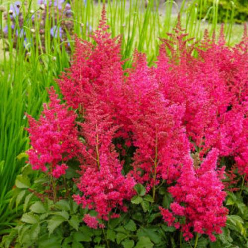 Цветы для палисадника многолетние. Высокие садовые цветы (50 фото) в дачном дизайне