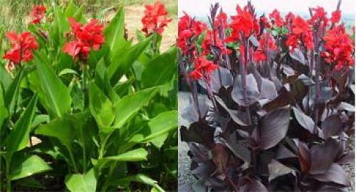 Что посадить в июне цветы. Какие цветы можно посадить в июне