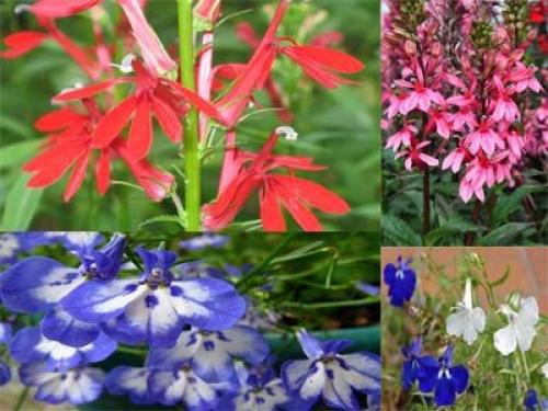 Что посадить в июне цветы. Какие цветы можно посадить в июне