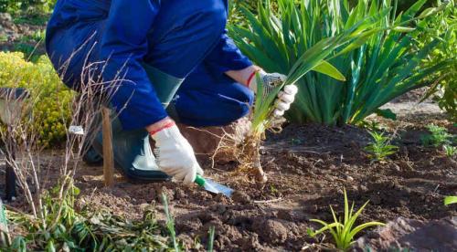 Какие многолетние цветы сажают и пересаживают осенью. Добавление статьи в новую подборку 14 Какие многолетние цветы сажают и пересаживают осенью. Добавление статьи в новую подборку 14