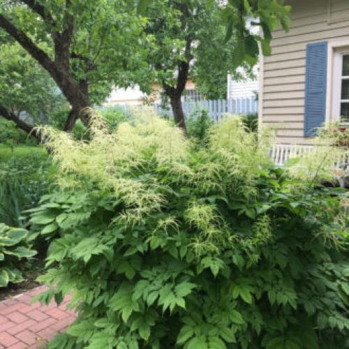 Цветы для палисадника многолетние. Высокие садовые цветы (50 фото) в дачном дизайне