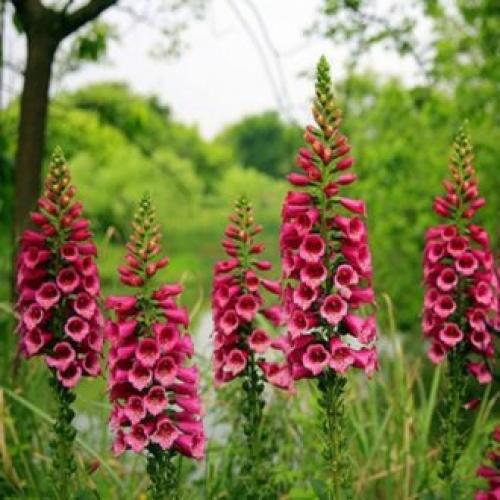 Цветы для палисадника многолетние. Высокие садовые цветы (50 фото) в дачном дизайне