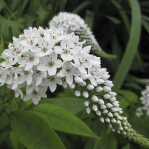 Цветы для палисадника многолетние. Высокие садовые цветы (50 фото) в дачном дизайне