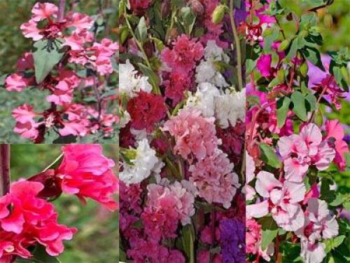 Что посадить в июне цветы. Какие цветы можно посадить в июне