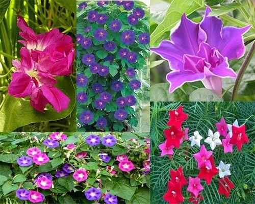 Что посадить в июне цветы. Какие цветы можно посадить в июне