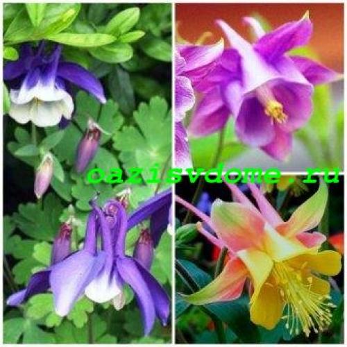 Какие многолетние цветы сажают и пересаживают осенью. Добавление статьи в новую подборку 18 Какие многолетние цветы сажают и пересаживают осенью. Добавление статьи в новую подборку 18