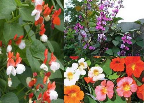 Что посадить в июне цветы. Какие цветы можно посадить в июне