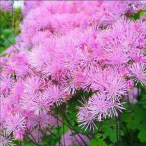 Цветы для палисадника многолетние. Высокие садовые цветы (50 фото) в дачном дизайне