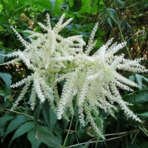 Цветы для палисадника многолетние. Высокие садовые цветы (50 фото) в дачном дизайне