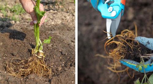 Какие многолетние цветы сажают и пересаживают осенью. Добавление статьи в новую подборку 15 Какие многолетние цветы сажают и пересаживают осенью. Добавление статьи в новую подборку 15