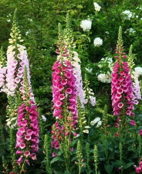 Что посадить в июне цветы. Какие цветы можно посадить в июне