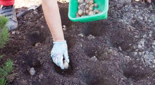 Какие многолетние цветы сажают и пересаживают осенью. Добавление статьи в новую подборку 17 Какие многолетние цветы сажают и пересаживают осенью. Добавление статьи в новую подборку 17