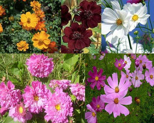 Что посадить в июне цветы. Какие цветы можно посадить в июне