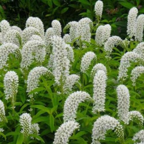 Цветы для палисадника многолетние. Высокие садовые цветы (50 фото) в дачном дизайне