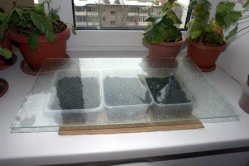 Какие работы идут до поздней осени в садах и огородах. Календарь работ дачника