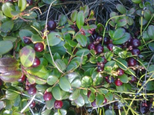 Что делают люди осенью. Посадка растений осенью