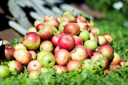 Чем занимаются люди осенью в саду и огороде. Осенние работы в саду и огороде в сентябре 11 Чем занимаются люди осенью в саду и огороде. Осенние работы в саду и огороде в сентябре 11