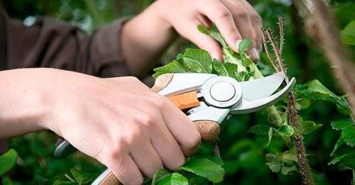 Какие качества нужны для работы в огороде. Какие садовые инструменты нужны каждому огороднику