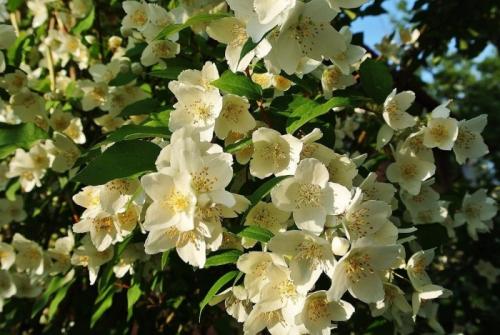 Чем занимаются люди осенью в саду и огороде. Осенние работы в саду и огороде в сентябре 14 Чем занимаются люди осенью в саду и огороде. Осенние работы в саду и огороде в сентябре 14