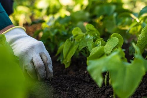 Какие овощи можно посадить в тени?