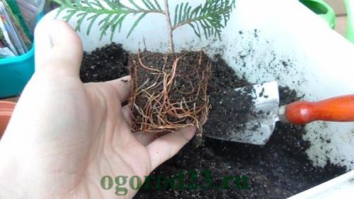 Где посадить тую на участке. Посадка туи в открытый грунт