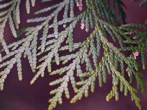 Как посадить туи смарагд. Посадка туи западной