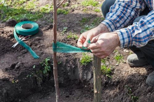 Золотые правила осенних посадок. Правила осенней посадки