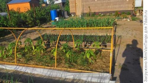 Грядки из дпк форум. Опыт — сын ошибок трудных, или Мои телодвижения с грядками