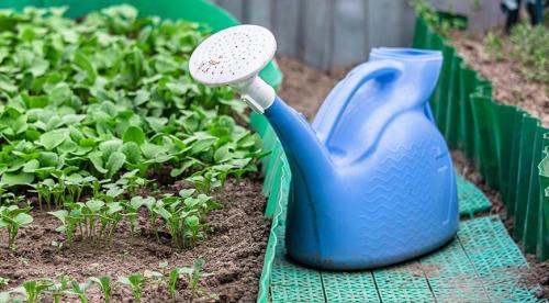 Чем я заполняю свои грядки осенью. Добавление статьи в новую подборку 19