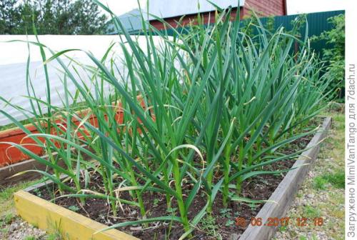 Грядки из дпк форум. Опыт — сын ошибок трудных, или Мои телодвижения с грядками