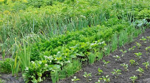 Чем я заполняю свои грядки осенью. Добавление статьи в новую подборку 17