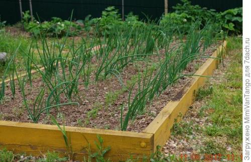 Грядки из дпк форум. Опыт — сын ошибок трудных, или Мои телодвижения с грядками