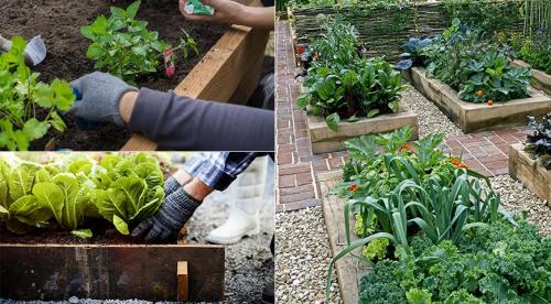 Чем я заполняю свои грядки осенью. Добавление статьи в новую подборку 18