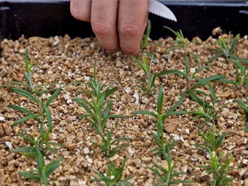 Вермикулит, как использовать. Что такое вермикулит и 10 способов его применения в саду, огороде и для комнатных растений