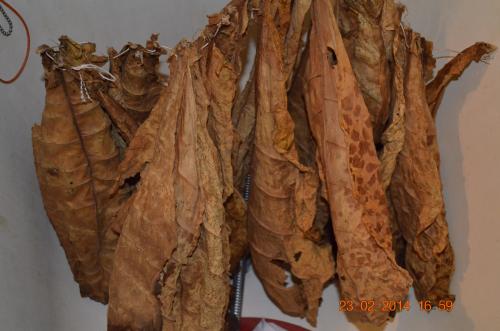 Ферментация табака в бочке. Ферментация табака с Ромом