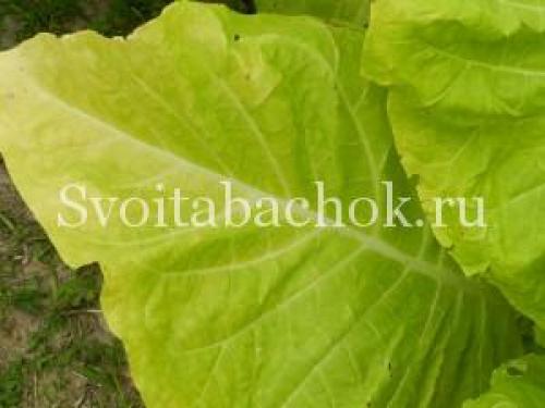 Когда лучше собирать листья табака для сушки.. Уборка листьев табака, как узнать, что лист созрел 02