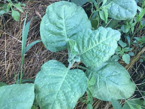 Сушка табака кустом. Обработка махорки — сбор урожая, сушка, ферментация