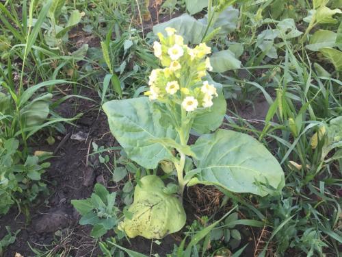 Сушка табака кустом. Обработка махорки — сбор урожая, сушка, ферментация