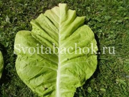 Когда лучше собирать листья табака для сушки.. Уборка листьев табака, как узнать, что лист созрел 01