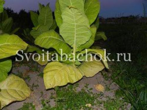 Когда лучше собирать листья табака для сушки.. Уборка листьев табака, как узнать, что лист созрел