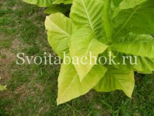 Когда лучше собирать листья табака для сушки.. Уборка листьев табака, как узнать, что лист созрел 03