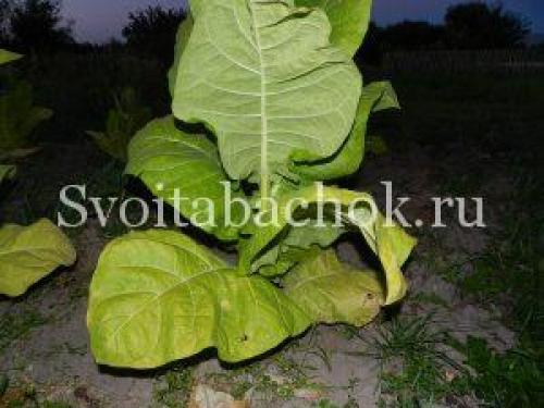 Когда лучше собирать листья табака для сушки.. Уборка листьев табака, как узнать, что лист созрел