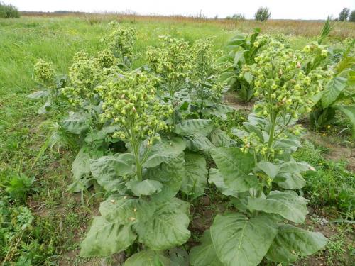 Сушка табака кустом. Обработка махорки — сбор урожая, сушка, ферментация