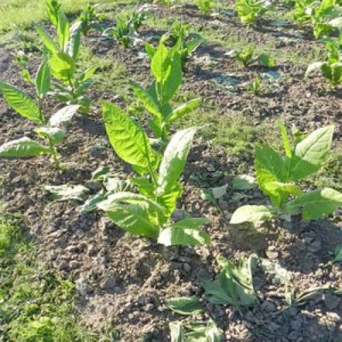 Описание сорта табака трапезонд 92 по вкусу крепости. Обзор табака «Трапезонд 92» и особенности его выращивания