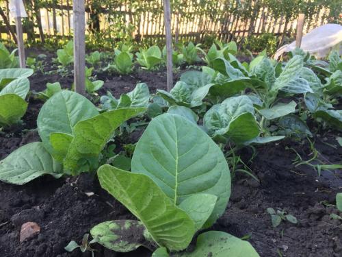 Сорта табака для выращивания в россии. Преимущества выращивания табака на огороде