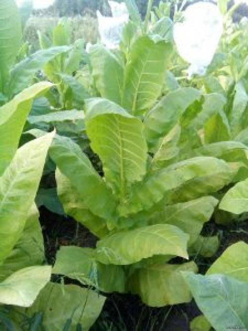 Как измельчить табак в домашних условиях