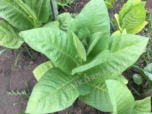 Сорта курительного табака не требующие ферментации. Каким сортам табака требуется ферментация