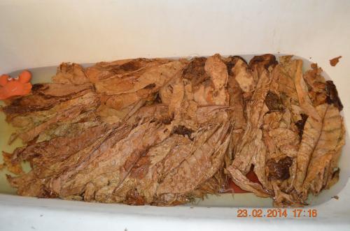 Ферментация табака в бочке. Ферментация табака с Ромом