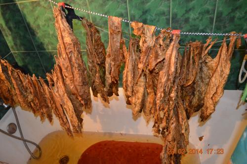 Ферментация табака в бочке. Ферментация табака с Ромом